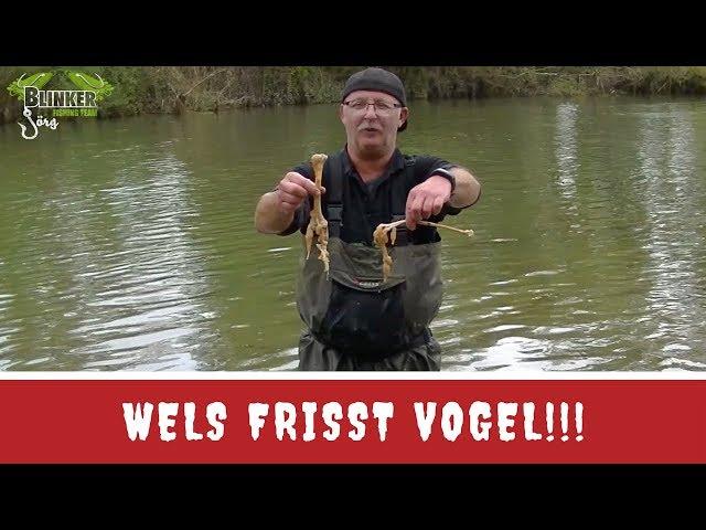 Wels frisst Vogel! - Spanien 2018 #2 - www.blinker-joerg.de