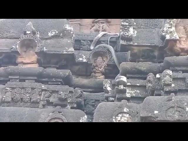 snake at golingeswaraswamy temple bikkavolu #rajahmundry