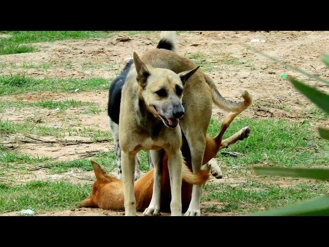 Awesome Rural Dogs !! Dog Meeting for the Summer Season in Village.