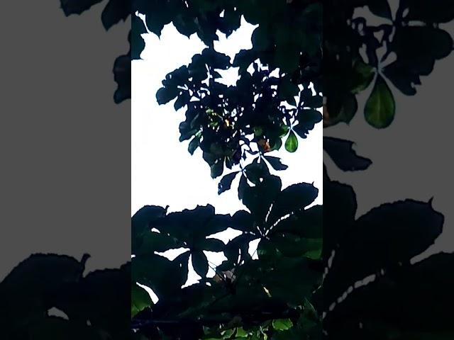 Chestnut