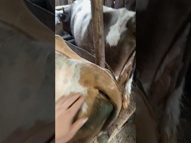 на сносях #лпх #кровы #отел