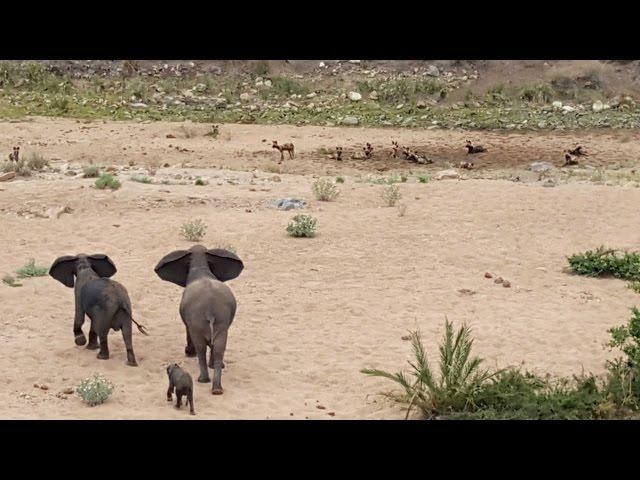 Elephants Protect Calf From Wild Dogs