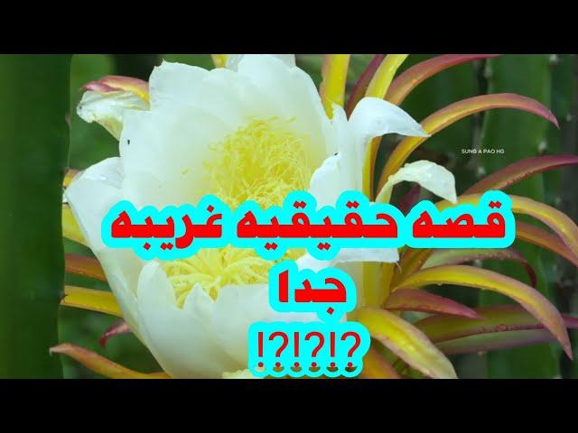 #قصه_حقيقيه_من_مصر_اسكندريه ⁉️⁉️⁉️