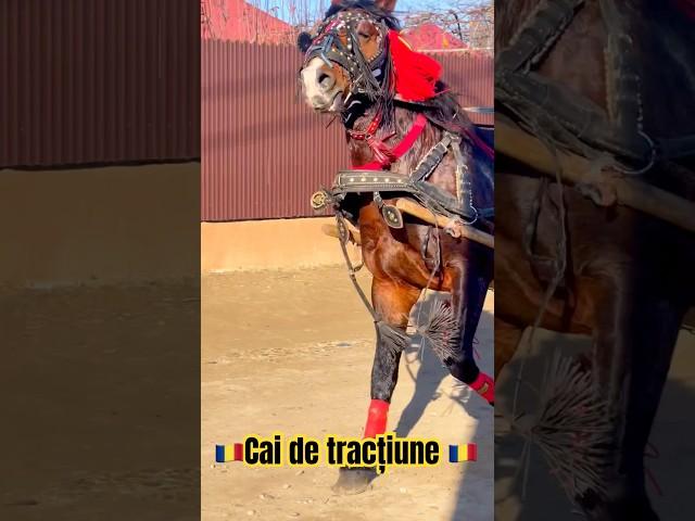 Cai de tracțiune #shorts #foryou #tiktok #horse #viralvideo #trending #trendingshorts #india #cai