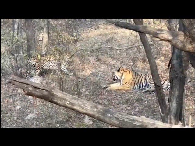 Male Leopard fighting back Tiger.