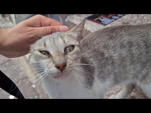 Extremely Sweet Gray Stray Cat.