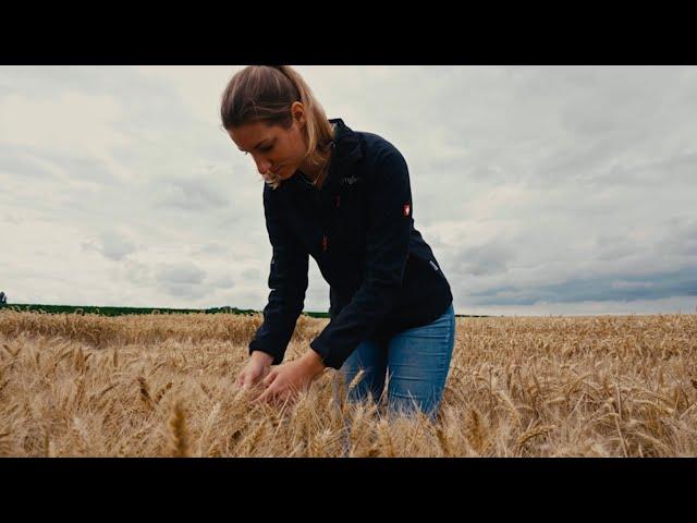 Syngenta Seeds | Hochertragsweizen Winner | Hohes Ertragspotenzial gepaart mit Standfestigkeit