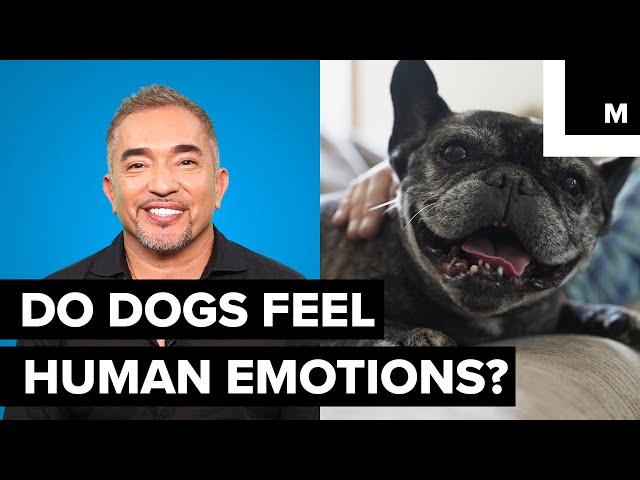 Cesar Millan explains doggy emotions