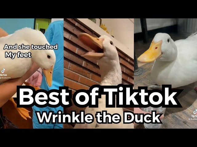 Best of Tiktok 2021 (wrinkle the duck)