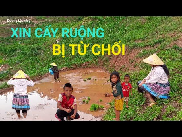 Xuống ruộng xin cấy thuê với bà con người Hmông nhưng bị từ chối ngay