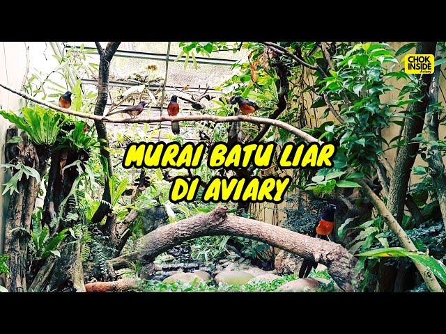 MURAI BATU LIAR DI AVIARY | Episode 56