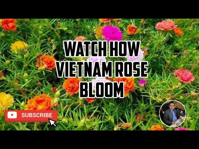 WATCH HOW VIETNAM ROSE BLOOM | HYPERLAPSE