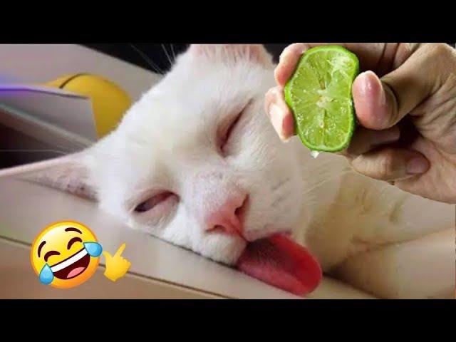 बिल्ली को चटा दिया निम्बू जिसे देख लोट पोट हो जाओगे! FUNNIEST ANIMAL MOMENTS CAUGHT ON CAM 9