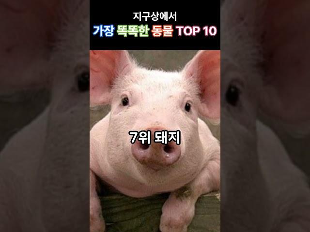 지구상에서 가장 똑똑한 동물 TOP 10