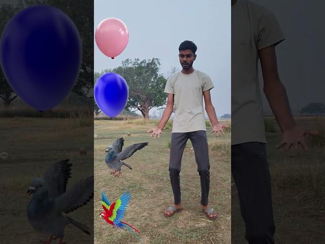 Rounding coconut to Duck, Peacock, Pigeon& Parrot - Birds names magic video
