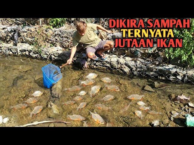 GEMETAR!!! Sampai Bingung Lihat Ribuan Ikan Di Sungai Jernih Dan Dangkal