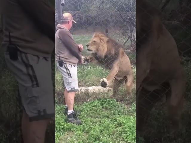 Lion Attack Human