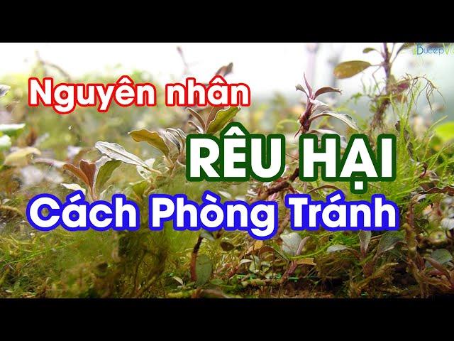 Các Nguyên Nhân Gây Rêu Hại Cho Bể Thủy Sinh | Bucep Viet