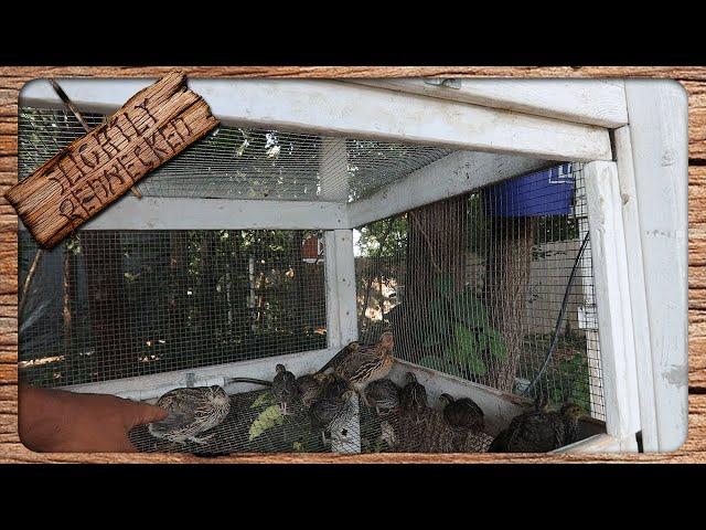 How Raising Quail Has Changed Since I First Started