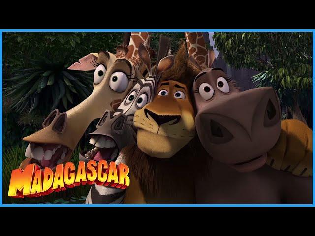 DreamWorks Madagascar | Alex Saves The Day | Madagascar Movie Clip