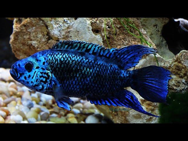 Electric Blue Jack Dempsey: Overview