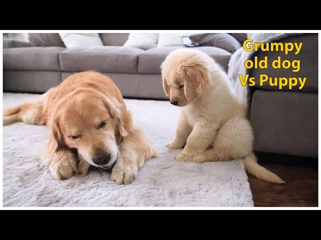 Grumpy old Golden Retriever Vs Puppy | Oshies World