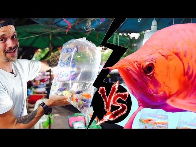 POISSONS D'AQUARIUM À 0,01€ VS 30 000 € !! -TOOPET