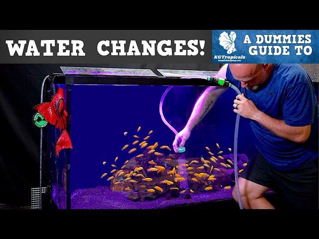 Why, How Much and How Often Should You Do Water Changes In An Aquarium?