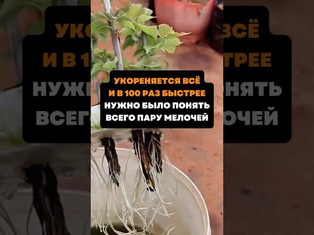 Укореняется все и в 100 раз быстрее.Нужно было понять всего пару мелочей#дача#сад