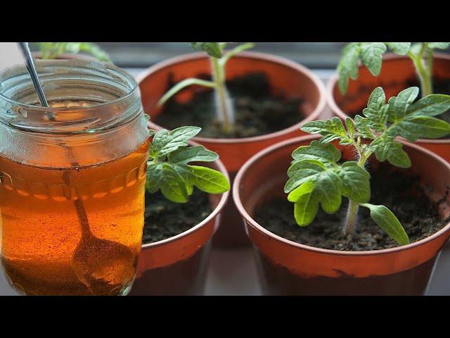 1 чайная ложка и любая рассада будет толстая и крепкая!