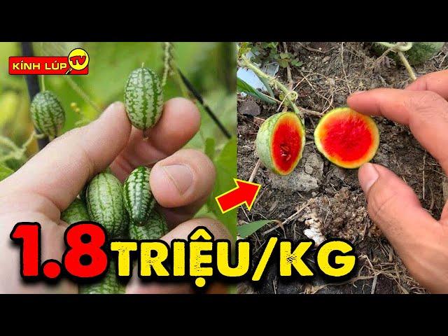  7 Loại Quả Kỳ Lạ Nhất Thế Giới Siêu Tý Hon Mà Giá Thì SIÊU KHỔNG LỒ | Kính Lúp TV