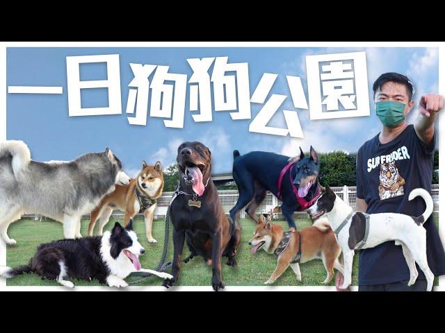 一日狗狗公園vlog️邊境牧羊犬軍團來襲！吼喲～原來是柴犬！！高山犬｜杜賓｜邊境牧羊犬｜阿拉斯加犬｜柴犬｜@熊爸估狗dogtrainer