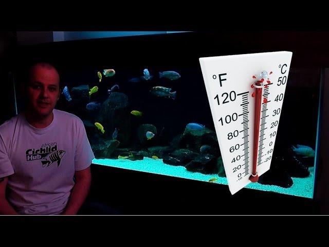 African Cichlids - How Water Temperature Affects Their Behaviour