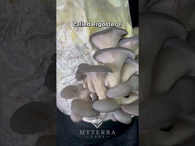 Grow Blue Oyster mushrooms at home! 