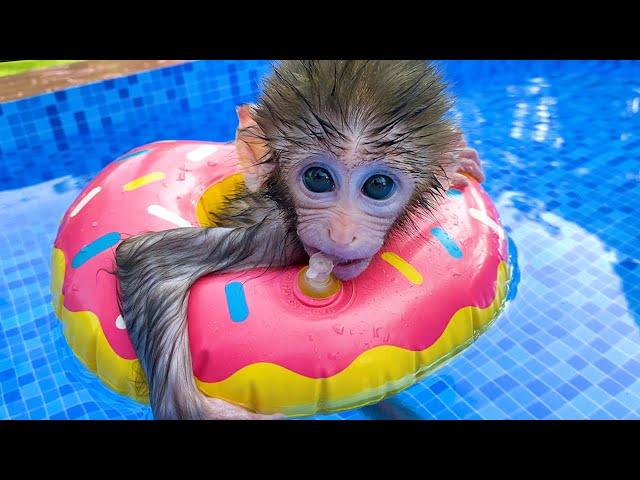 A day of Baby monkey Bon Bon and beautiful friendship with  puppy So cute