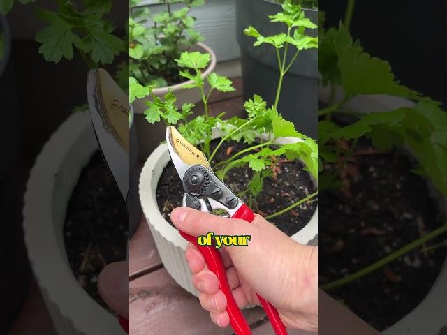 Growing parsley in your container herb garden? Here's the best way to harvest it! #gardeningtips