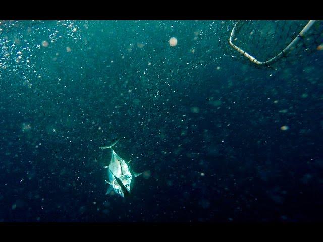 Ocean Dancer, Gibraltar - GoPro Tuna fishing for Bonito, catching Little Tunny, Tuna Gibraltar