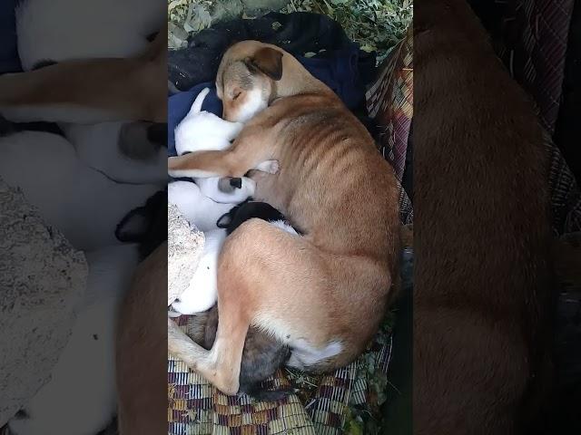 New Born Stray puppies with Mother dog | Mountain Village | Nature Buddies #viralvideo #ytshorts #uk