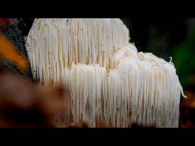 Ежовик гребенчатый / Lion's Mane / Львиная Грива. Лечебные грибы. Михаил Вишневский