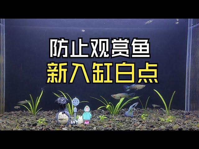 如何防止观赏鱼新入缸得白点病