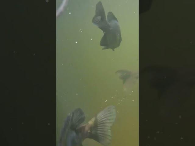 Threw my GoPro in the pond and saw this Monster! #fish #scary #gopro #underwater #monster #fishing