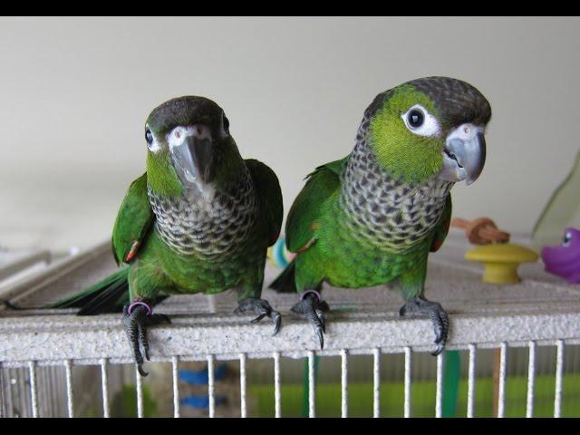 Nick and Noel -- Black Capped Conures