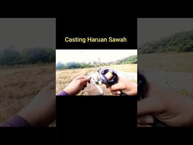 Casting -Ikan Haruan Sawah Padi Padu!! #shorts #zackmdfishing #castingharuan