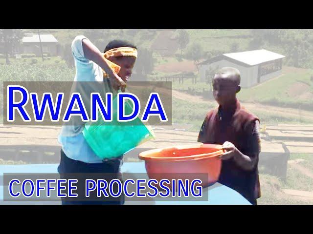 Rwanda Coffee Processing