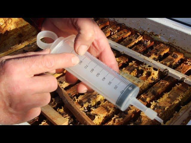 Simple treatment of bees with bipin