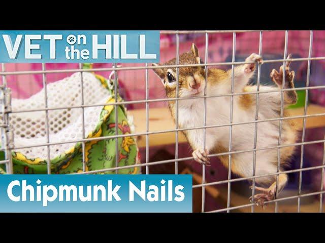 ️ Clipping A Cute Chipmunk’s Nails | FULL EPISODE | S02E04 | Vet On The Hill