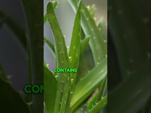 Aloe Vera Unveiled: Revealing Remarkable Facts | Nature Explorer Hub