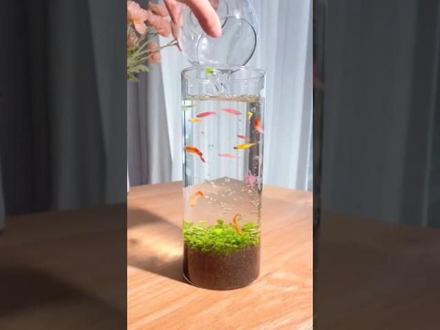 beautiful mini aquarium setup, small aquarium setup #aquarium #shortvideo #shorts