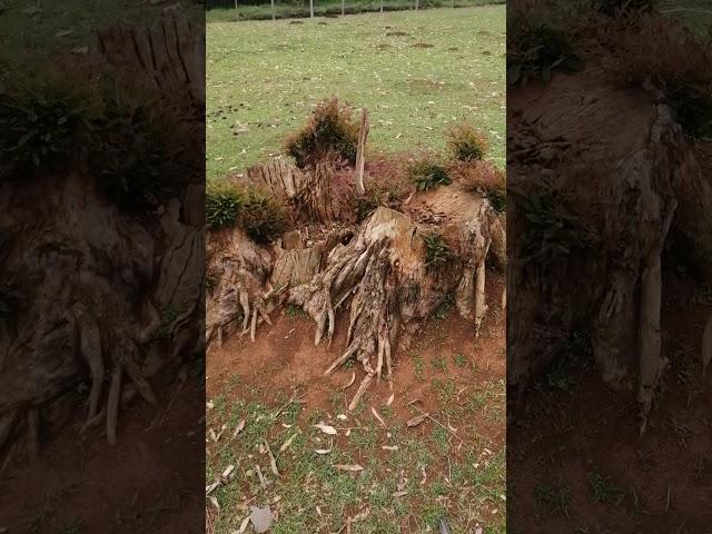 The story of the tree stump-Even after being cut hope still prevails. There's a new day.