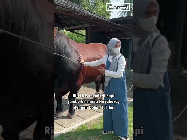 5 Artis Kurban Sapi Jumbo Untuk Idul Adha, Bobotnya Lebih Dari 1 Ton #shorts #sapi #jumbo